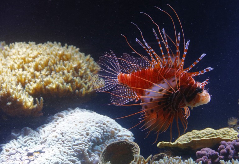 Poisson-lion ou rat noir, les envahisseurs qui menacent l'Outre-mer Poisson-lion ou rat noir, les envahisseurs qui menacent l'Outre-mer