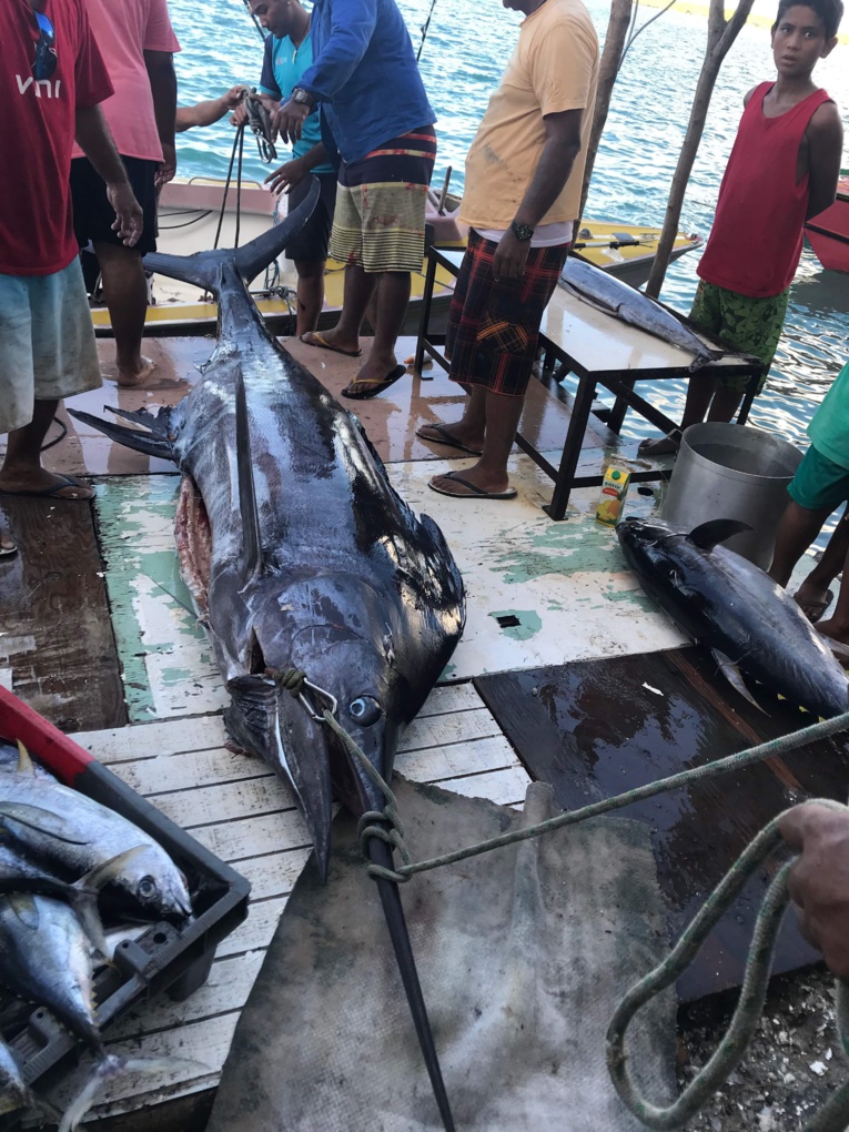 Un espadon de 250 kilos pêché à Maupiti Un espadon de 250 kilos pêché à Maupiti