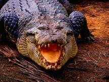 DARWIN: Un crocodile  s’en prend à une pirogue au Nord de l’Australie