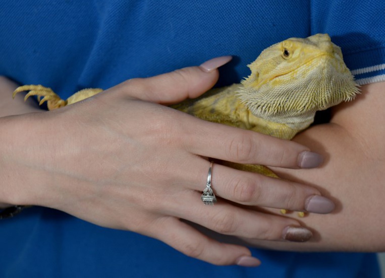 En Australie, 7% des reptiles menacés d'extinction (ONG) En Australie, 7% des reptiles menacés d'extinction (ONG)