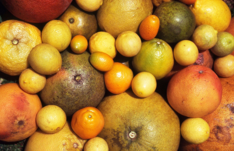 Carnet de voyage - C’est la saison des Rutacées ! Carnet de voyage - C’est la saison des Rutacées !