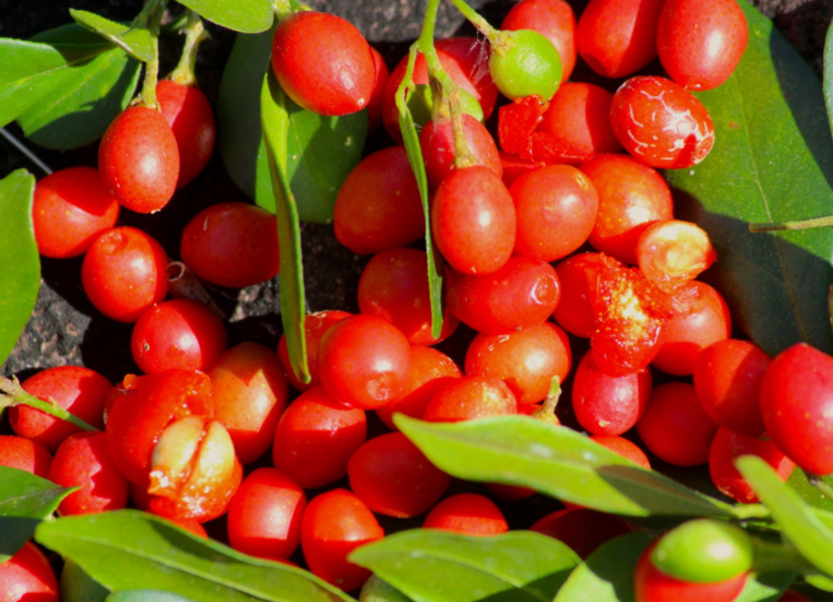 Carnet de voyage - C’est la saison des Rutacées ! Carnet de voyage - C’est la saison des Rutacées !