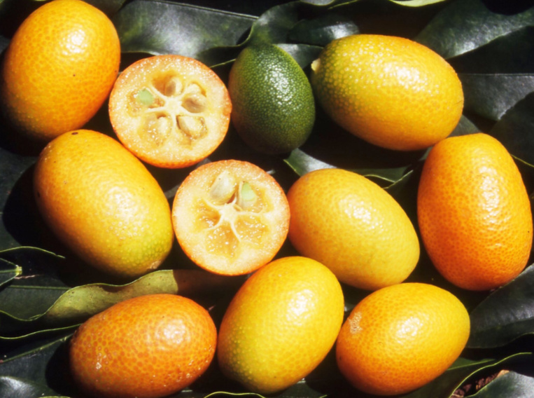 Carnet de voyage - C’est la saison des Rutacées ! Carnet de voyage - C’est la saison des Rutacées !