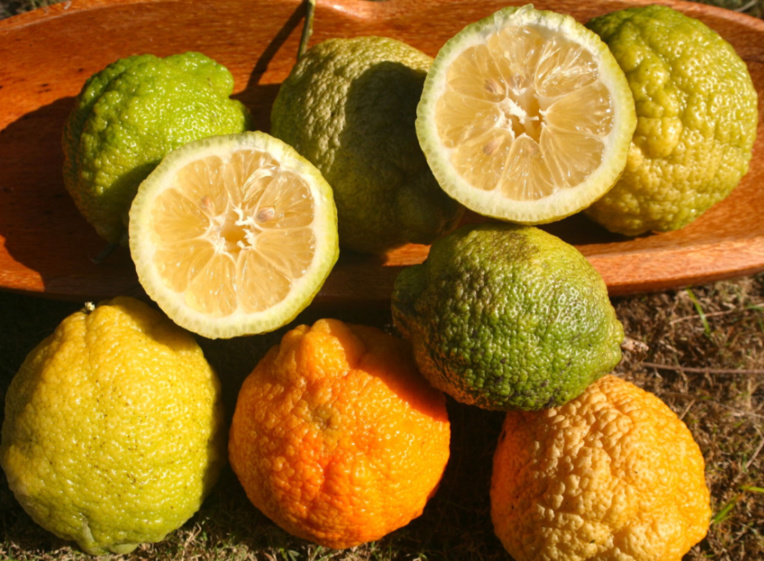 Carnet de voyage - C’est la saison des Rutacées ! Carnet de voyage - C’est la saison des Rutacées !