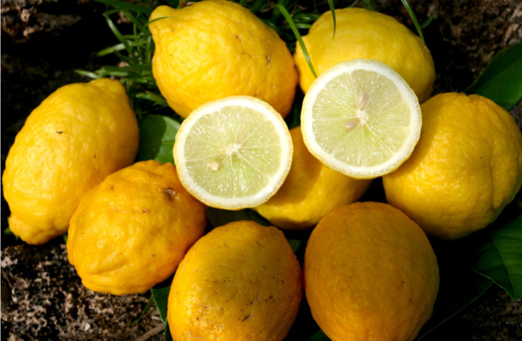 Carnet de voyage - C’est la saison des Rutacées ! Carnet de voyage - C’est la saison des Rutacées !