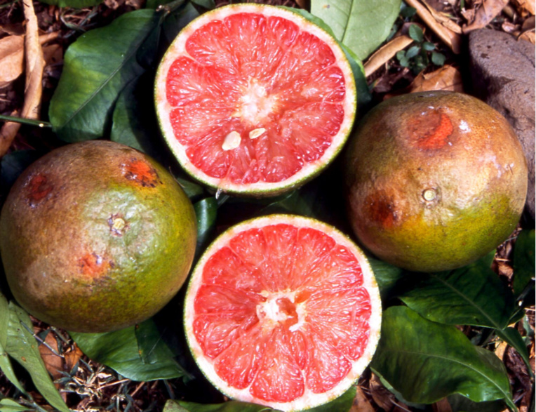 Carnet de voyage - C’est la saison des Rutacées ! Carnet de voyage - C’est la saison des Rutacées !