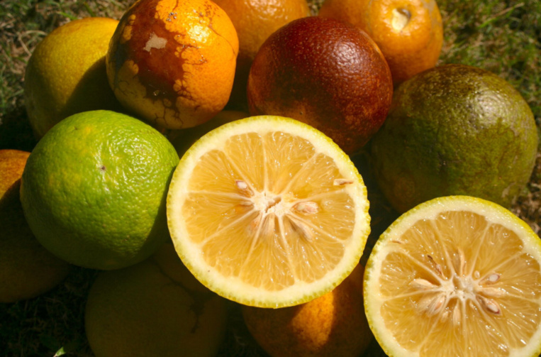 Carnet de voyage - C’est la saison des Rutacées ! Carnet de voyage - C’est la saison des Rutacées !