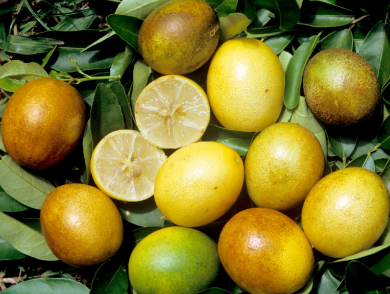 Carnet de voyage - C’est la saison des Rutacées ! Carnet de voyage - C’est la saison des Rutacées !