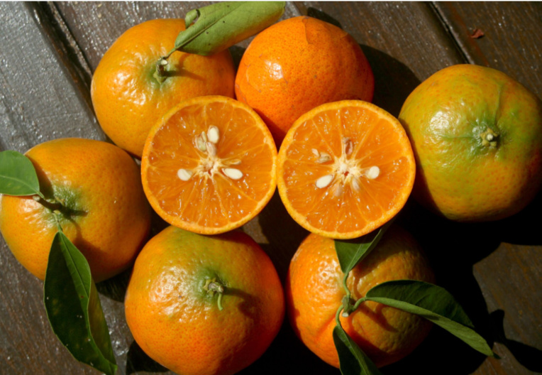 Carnet de voyage - C’est la saison des Rutacées ! Carnet de voyage - C’est la saison des Rutacées !