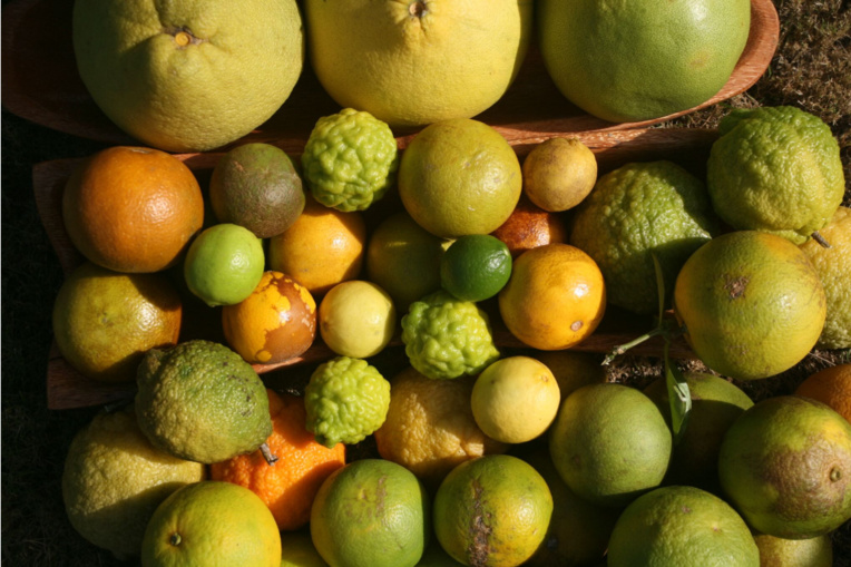 Carnet de voyage - C’est la saison des Rutacées ! Carnet de voyage - C’est la saison des Rutacées !