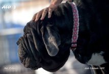 Chien éviscéré et tué au couteau : un an et 9 mois de prison ferme Chien éviscéré et tué au couteau : un an et 9 mois de prison ferme