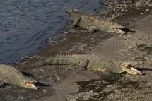 Mexique: près de 300 crocodiles s'échappent dans une zone inondée