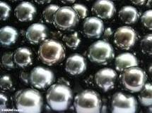 Programme de promotion de la Maison de la Perle 2010/2011