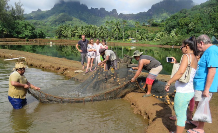 Le site comprend 11 bassins sur une superficie totale de 2 hectares. Le site comprend 11 bassins sur une superficie totale de 2 hectares.