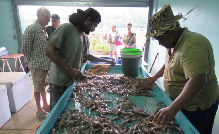 La ferme d’élevage de crevettes d’Opunohu génère une production annuelle de 15 tonnes de crevettes fraîches. La ferme d’élevage de crevettes d’Opunohu génère une production annuelle de 15 tonnes de crevettes fraîches.