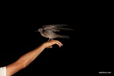 Et l'oiseau revient une troisième fois