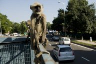 Jeux du Commonwealth: des "super-singes" recrutés comme vigiles
