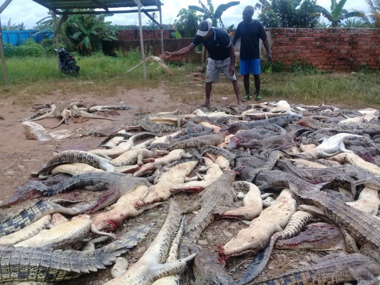 Indonésie: une foule en colère massacre près de 300 crocodiles Indonésie: une foule en colère massacre près de 300 crocodiles