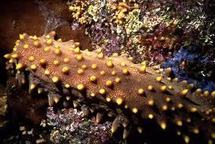 Le Rori: Une pêche sous haute surveillance à Moorea