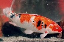 Importation de poissons vivants : réglementation à revoir