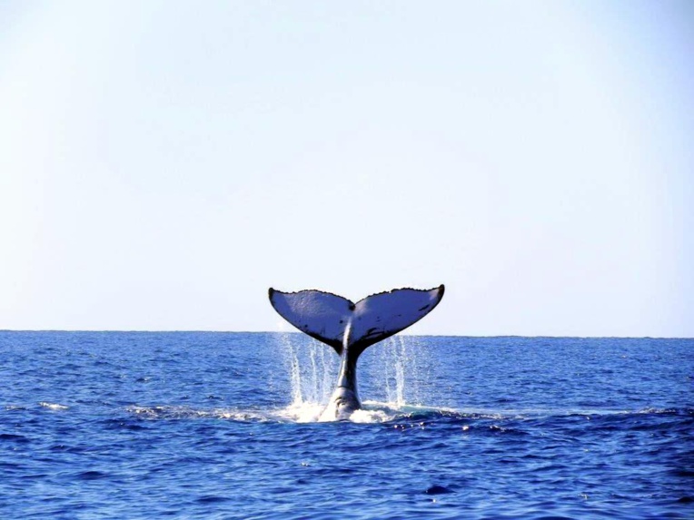 Protection des baleines : OCEANIA lance son projet « Vigie sanctuaire »