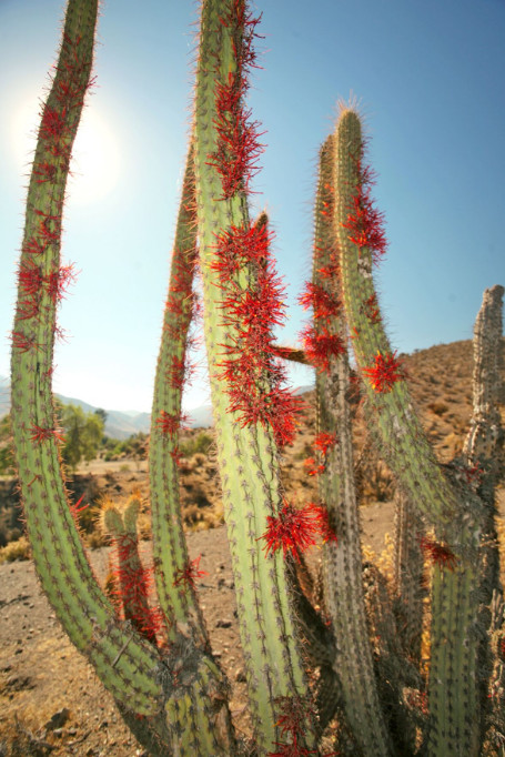 Autour de l’oasis que sont les Termas Jahuel, la végétation est dominée par les cactus cierge ; ceux-ci ne sont pas en fleurs, mais couverts d’un parasite rouge du plus bel effet.
