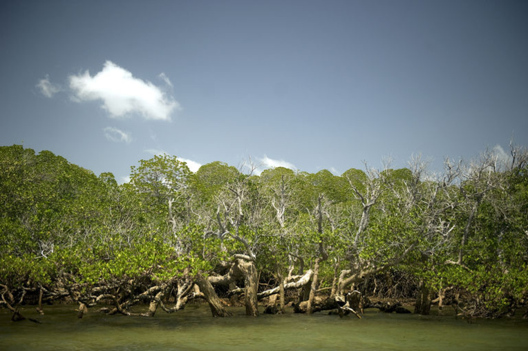 Les mangroves, un écosystème remarquable Les mangroves, un écosystème remarquable