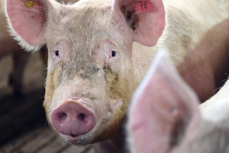Elevage porcin : "il faut produire local" plaide la chambre d’agriculture