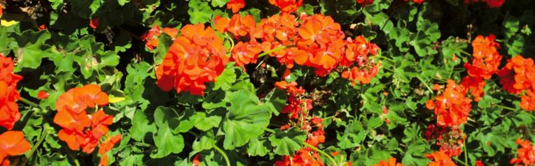 Carnet de voyage - Napier : fleurs, Art Déco et air marin