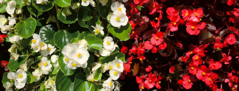 Carnet de voyage - Napier : fleurs, Art Déco et air marin Carnet de voyage - Napier : fleurs, Art Déco et air marin