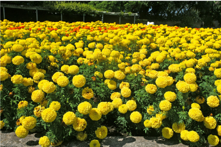 Carnet de voyage - Napier : fleurs, Art Déco et air marin Carnet de voyage - Napier : fleurs, Art Déco et air marin