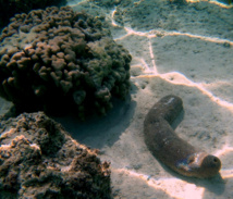 Ouverture de la campagne de pêche réglementée aux "rori" à Raroia et Faaite Ouverture de la campagne de pêche réglementée aux "rori" à Raroia et Faaite
