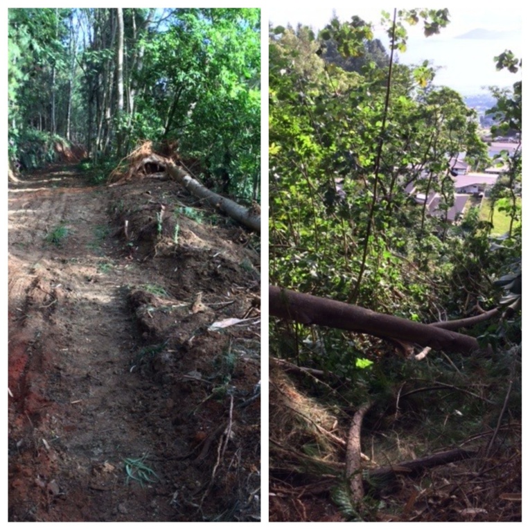 Miri : un bulldozer défigure le chemin qui mène au mont Marau