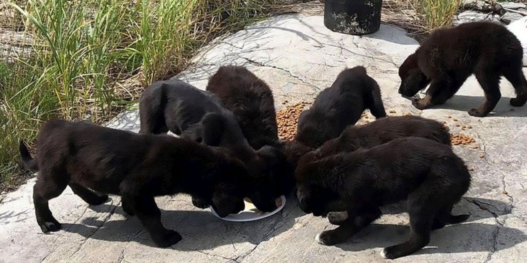 Sept chiots affamés découverts sur une île déserte canadienne