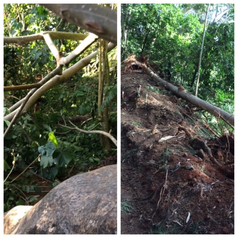 Défrichage sauvage : peine de prison et amende encourues Défrichage sauvage : peine de prison et amende encourues