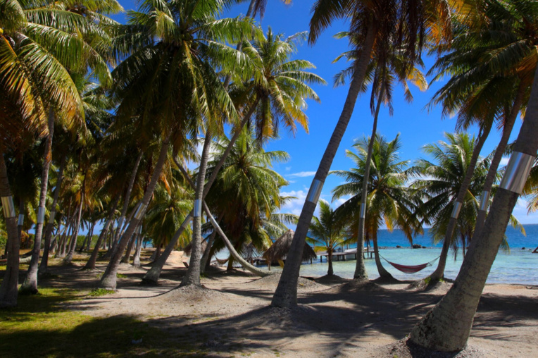 Posons le décor à travers une photo : cocotiers et lagon, vous êtes bien arrivés aux Tuamotu.