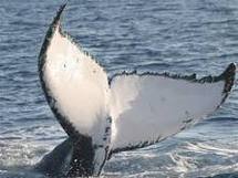 Australie : un adolescent chevauche une baleine de 14 mètres