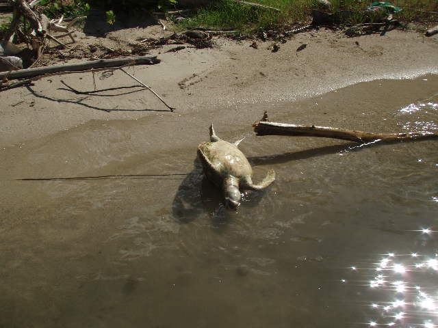 Photo association Te Mana o te moana, pour en savoir plus sur les tortues de Polynésie : www.temanaotemoana.org