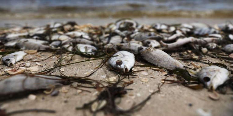 Une "marée rouge" décime la population aquatique de la côte ouest de la Floride