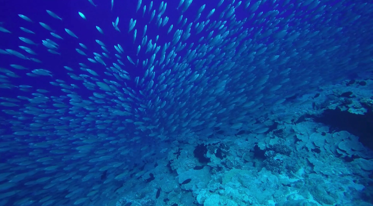 Les bancs d’alevins, en saison, sont particulièrement spectaculaires. Les bancs d’alevins, en saison, sont particulièrement spectaculaires.