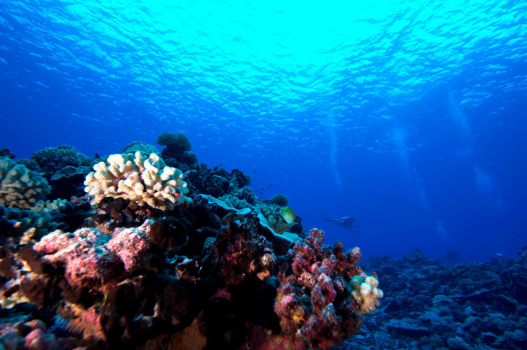 Dans le grand bleu de Manihi ; le secteur où s’effectuent les plongées est aujourd’hui une zone marine protégée.