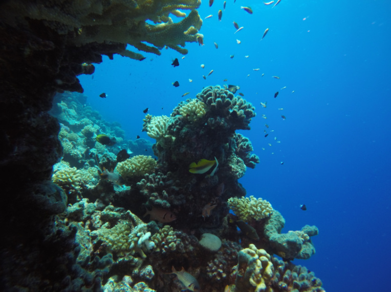 Le corail est en bonne santé à Manihi et les mesures de protection de la passe et de ses alentours devraient très largement favoriser la vie de la faune sous-marine.