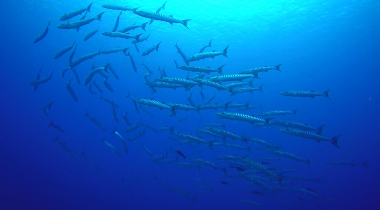 Quand un banc de barracudas (Sphyraena qenie) se laisse porter par le courant de la passe, attendant la nuit pour se mettre en chasse. Quand un banc de barracudas (Sphyraena qenie) se laisse porter par le courant de la passe, attendant la nuit pour se mettre en chasse.