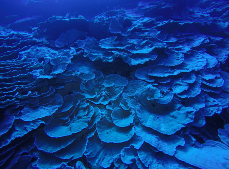A un peu plus de quarante mètres de profondeur, d’énormes constructions de corail en forme de roses géantes attendent les plongeurs.