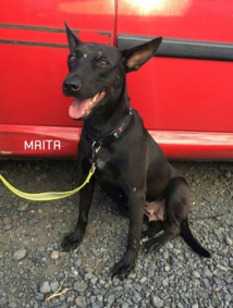 Maita est une jeune femelle stérilisée au passé difficile - elle a été victime de tires à la carabine et d’un accident - Dr. SPAP Maita est une jeune femelle stérilisée au passé difficile - elle a été victime de tires à la carabine et d’un accident - Dr. SPAP