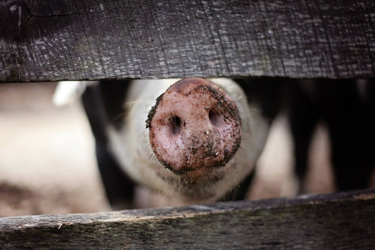 Chine: 14.500 porcs tués pour contenir l'épidémie de peste porcine africaine