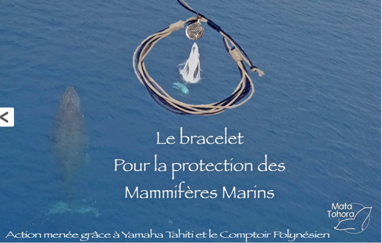 Cétacés : de nouvelles règles pour les approcher