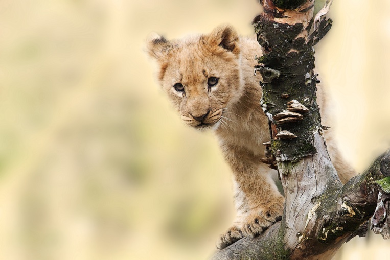 Le lionceau découvert dans un appartement de banlieue parisienne relâché en Afrique du Sud