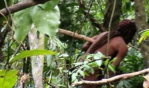 Un drone filme des images inédites d'un peuple isolé d'Amazonie