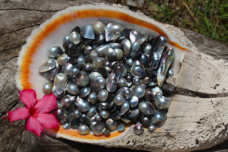 Le mabe reste un produit très intéressant, notamment pour la fabrication de pendentifs et le choix ne manque pas à Manihi. © Daniel Pardon Le mabe reste un produit très intéressant, notamment pour la fabrication de pendentifs et le choix ne manque pas à Manihi. © Daniel Pardon